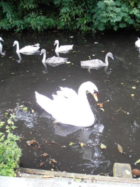 Speelmansrei